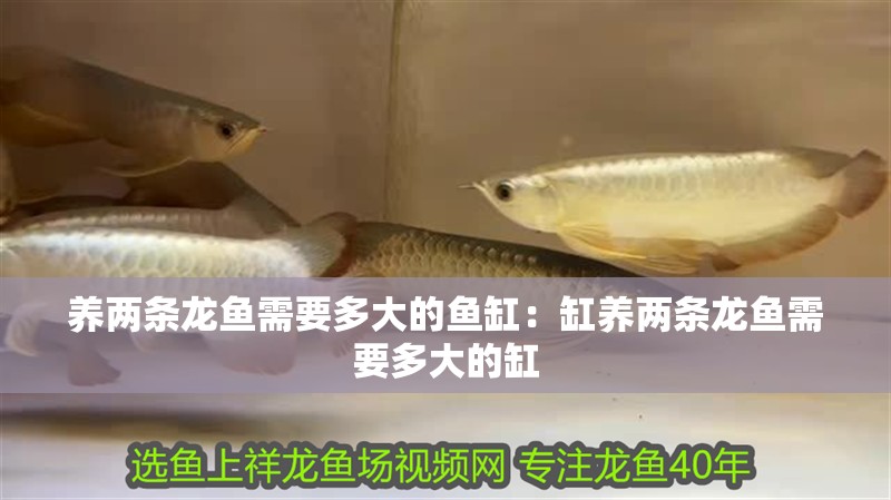 養兩條龍魚需要多大的魚缸：缸養兩條龍魚需要多大的缸
