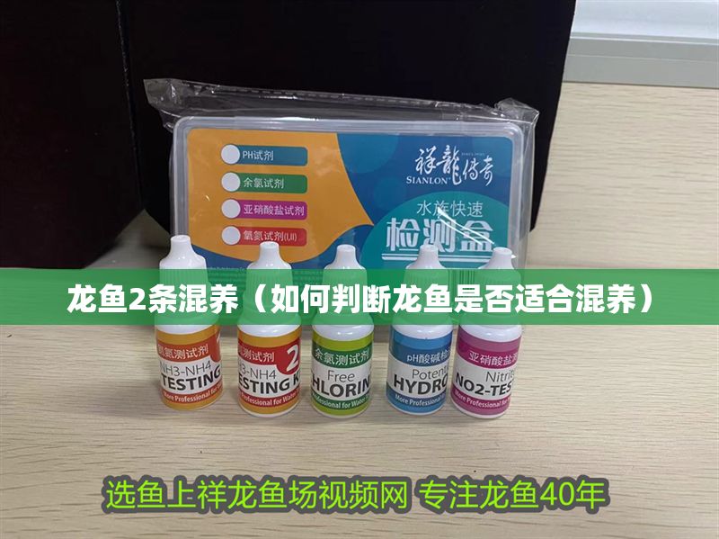 龍魚2條混養(yǎng)（如何判斷龍魚是否適合混養(yǎng)）