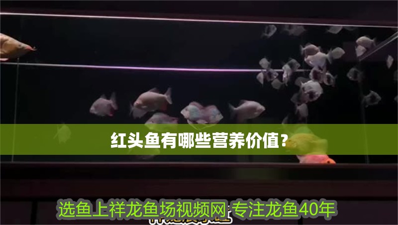 龍魚身上有白膜怎么辦啊：如何預防龍魚身上出現白膜問題