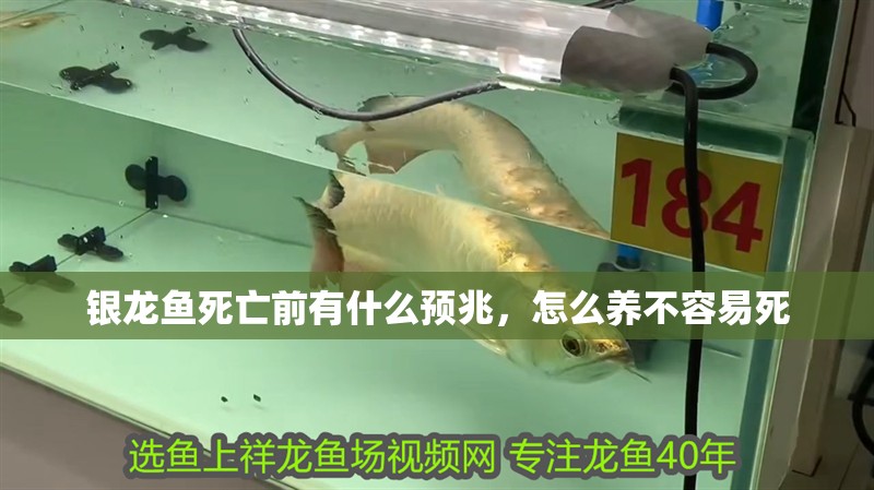 銀龍魚死亡前有什么預兆，怎么養不容易死 銀龍魚死亡前有什么預兆，怎么養不容易死 銀龍魚百科