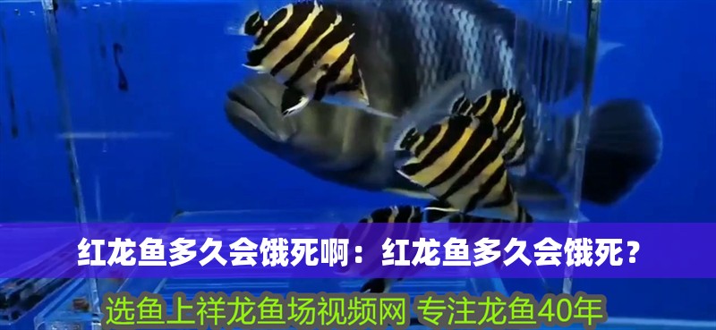 紅龍魚多久會餓死啊：紅龍魚多久會餓死？
