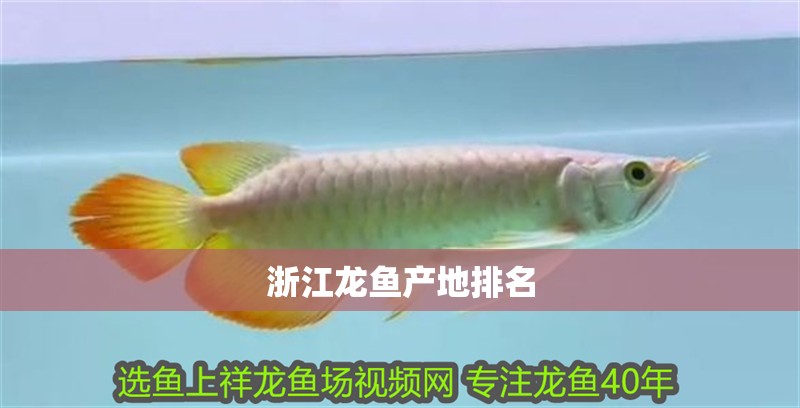 浙江龍魚(yú)產(chǎn)地排名 浙江龍魚(yú)產(chǎn)地排名 龍魚(yú)百科