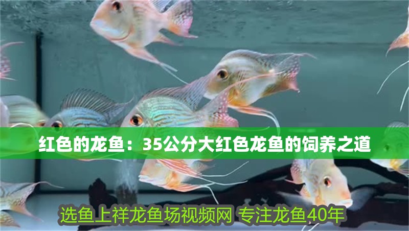 紅色的龍魚：35公分大紅色龍魚的飼養之道