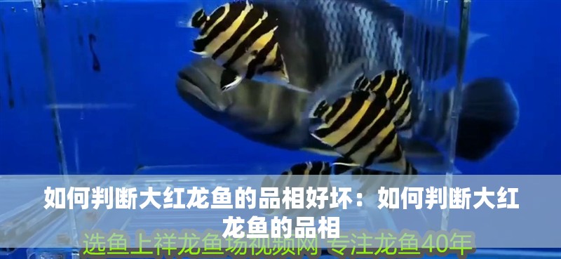 如何判斷大紅龍魚的品相好壞：如何判斷大紅龍魚的品相