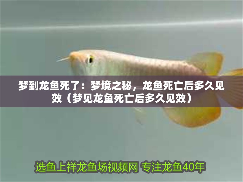 夢到龍魚死了：夢境之秘，龍魚死亡后多久見效（夢見龍魚死亡后多久見效）