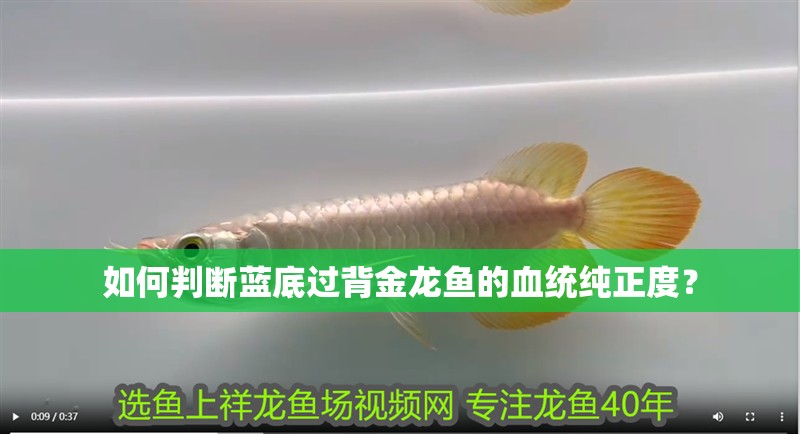 如何判斷藍(lán)底過(guò)背金龍魚(yú)的血統(tǒng)純正度？