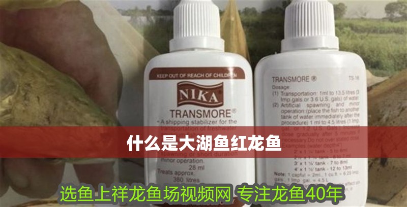 什么是大湖魚紅龍魚