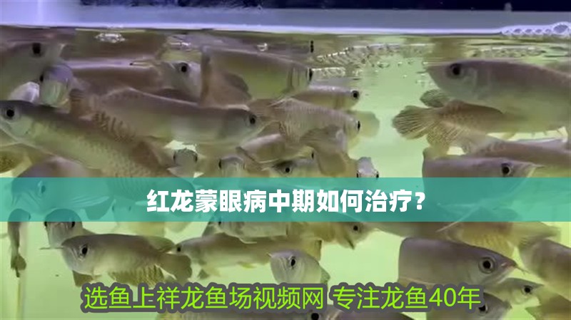 羽毛刀魚苗水族箱布置技巧：羽毛刀魚苗水族箱布置技巧是確保魚類健康生長和提高觀賞效果的關鍵因素之一