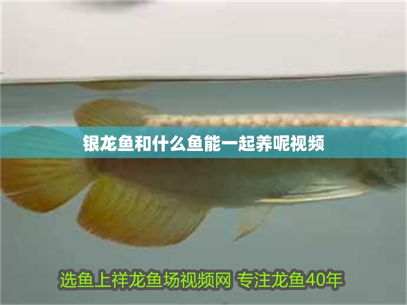 銀龍魚和什么魚能一起養呢視頻
