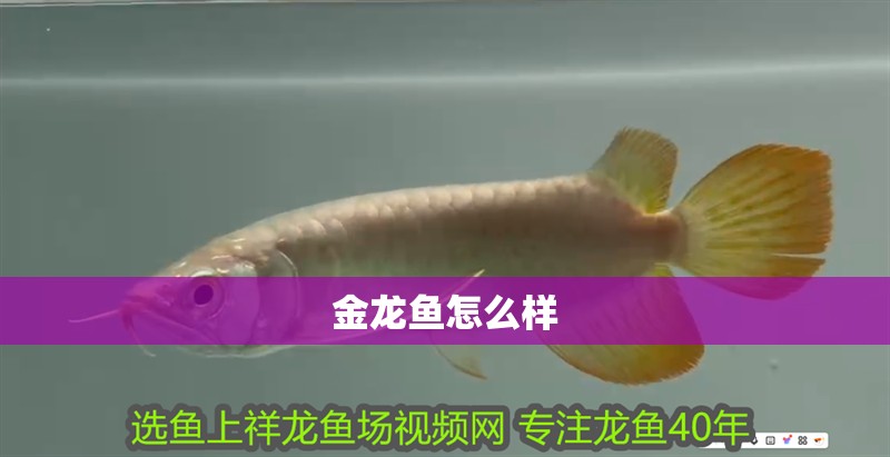 金龍魚怎么樣 金龍魚怎么樣 龍魚百科
