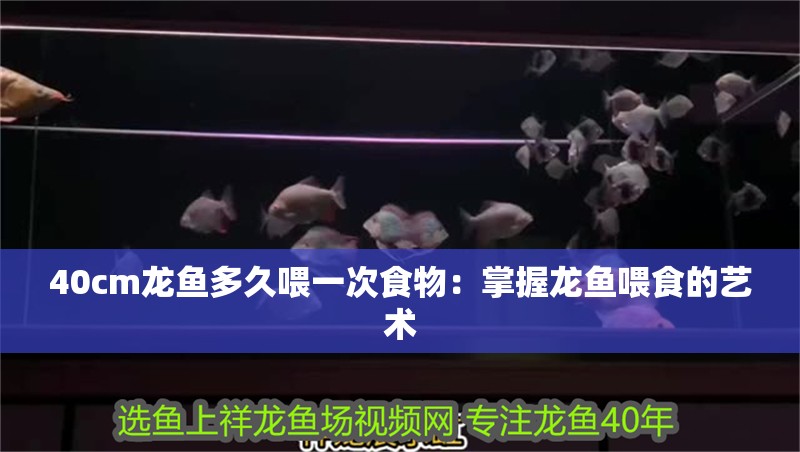 40cm龍魚多久喂一次食物：掌握龍魚喂食的藝術