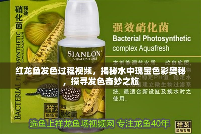 紅龍魚發色過程視頻，揭秘水中瑰寶色彩奧秘，探尋發色奇妙之旅