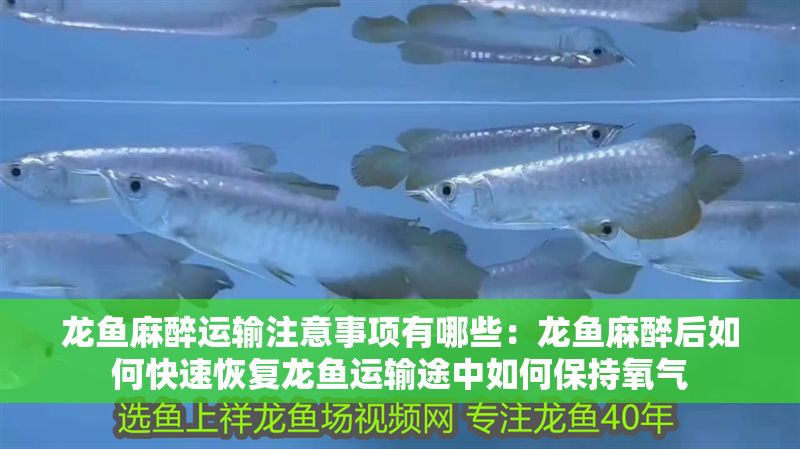 龍魚麻醉運(yùn)輸注意事項(xiàng)有哪些：龍魚麻醉后如何快速恢復(fù)龍魚運(yùn)輸途中如何保持氧氣
