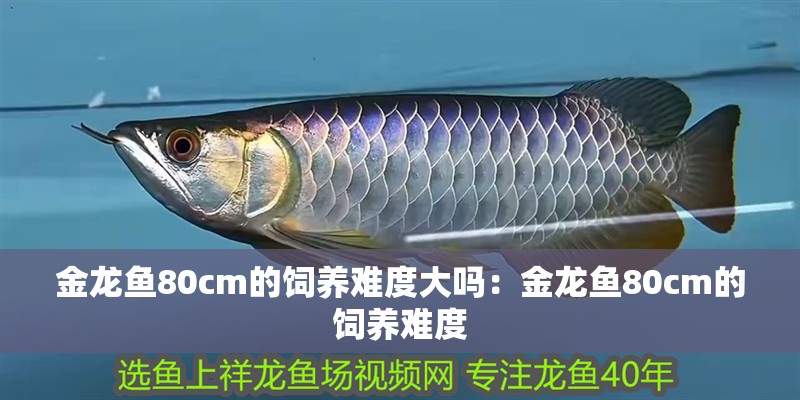 金龍魚80cm的飼養(yǎng)難度大嗎：金龍魚80cm的飼養(yǎng)難度