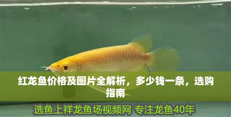 紅龍魚價格及圖片全解析，多少錢一條，選購指南