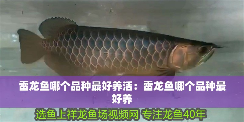 雷龍魚哪個(gè)品種最好養(yǎng)活：雷龍魚哪個(gè)品種最好養(yǎng)