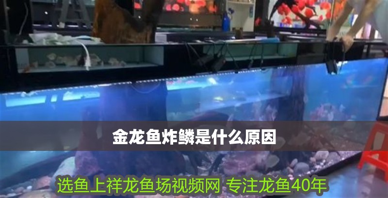 金龍魚炸鱗是什么原因 金龍魚炸鱗是什么原因 龍魚百科