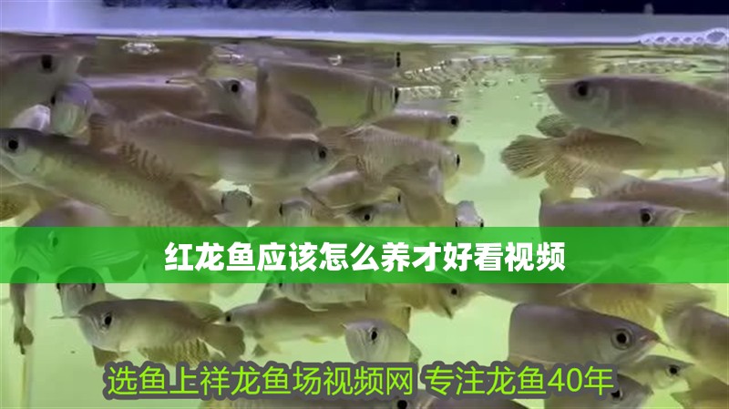 紅龍魚應該怎么養才好看視頻