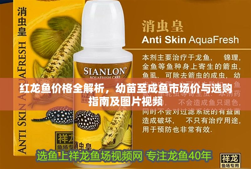 紅龍魚價格全解析，幼苗至成魚市場價與選購指南及圖片視頻