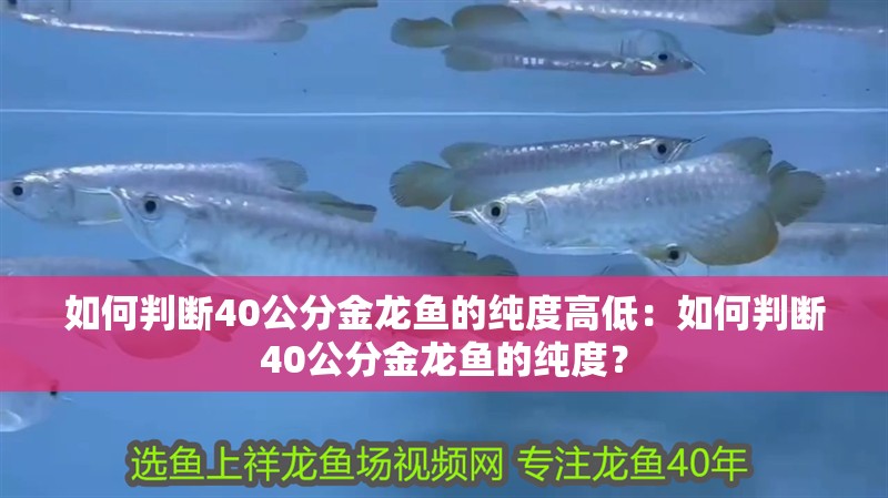 如何判斷40公分金龍魚的純度高低：如何判斷40公分金龍魚的純度？