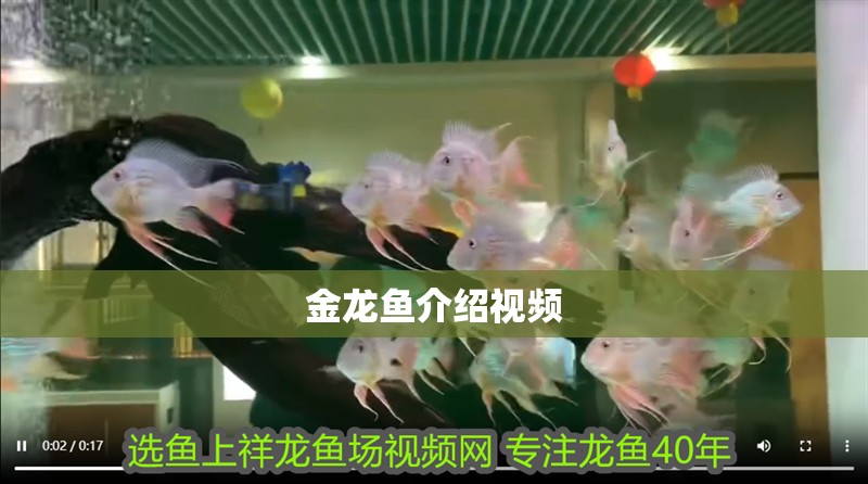 金龍魚介紹視頻 金龍魚介紹視頻 龍魚百科