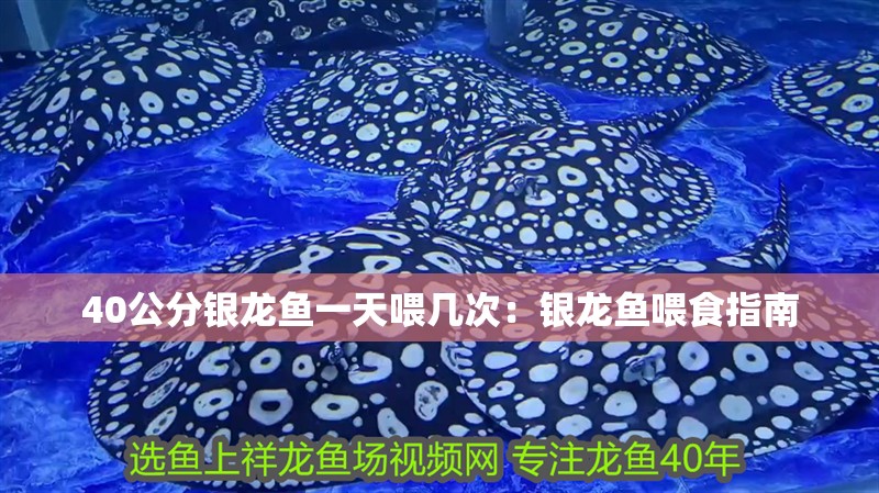 40公分銀龍魚一天喂幾次：銀龍魚喂食指南