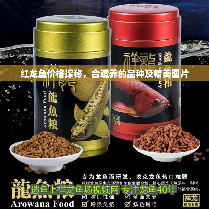 紅龍魚價格探秘，合適養的品種及精美圖片