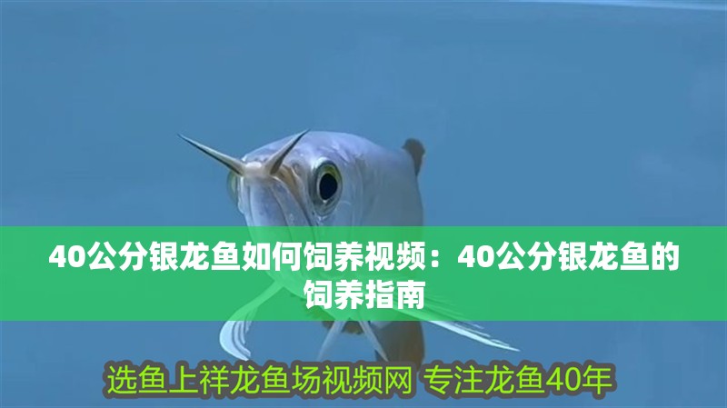 40公分銀龍魚如何飼養視頻：40公分銀龍魚的飼養指南