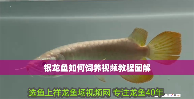 銀龍魚如何飼養視頻教程圖解
