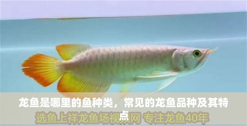 龍魚是哪里的魚種類，常見的龍魚品種及其特點(diǎn)