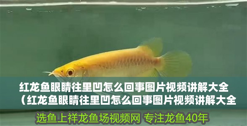 紅龍魚眼睛往里凹怎么回事圖片視頻講解大全（紅龍魚眼睛往里凹怎么回事圖片視頻講解大全）