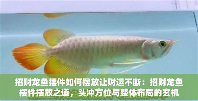 招財龍魚擺件如何擺放讓財運不斷：招財龍魚擺件擺放之道，頭沖方位與整體布局的玄機