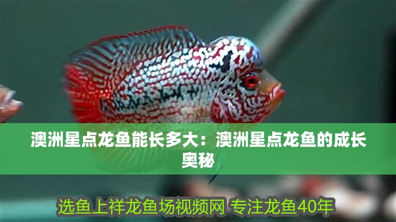 澳洲星點龍魚能長多大：澳洲星點龍魚的成長奧秘