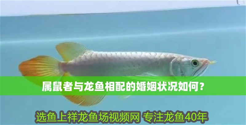 屬鼠者與龍魚相配的婚姻狀況如何？