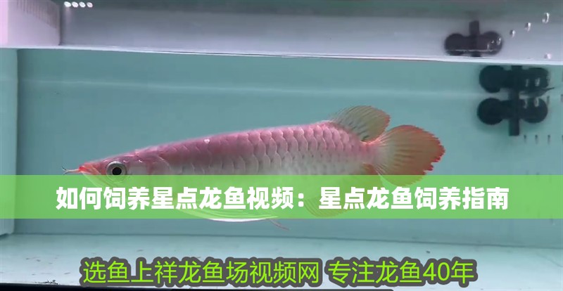 如何飼養星點龍魚視頻：星點龍魚飼養指南