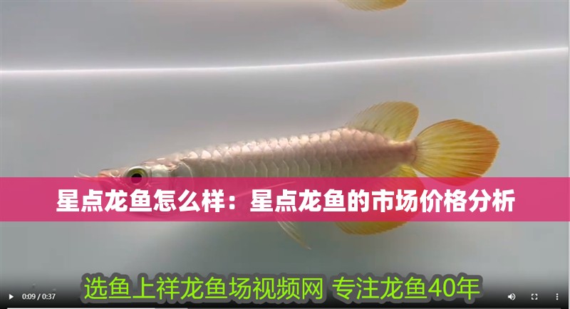 星點龍魚怎么樣：星點龍魚的市場價格分析