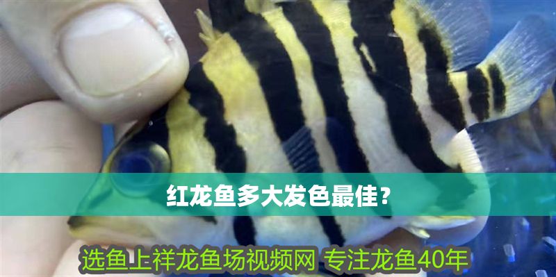 紅龍魚多大發色最佳？