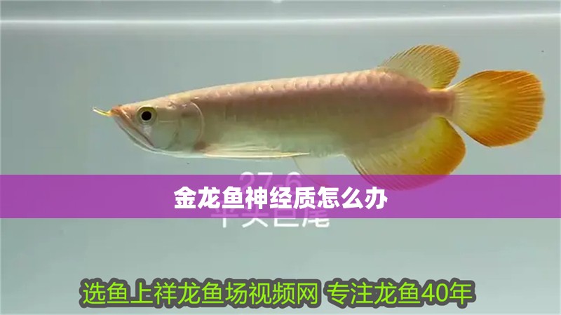 金龍魚神經質怎么辦