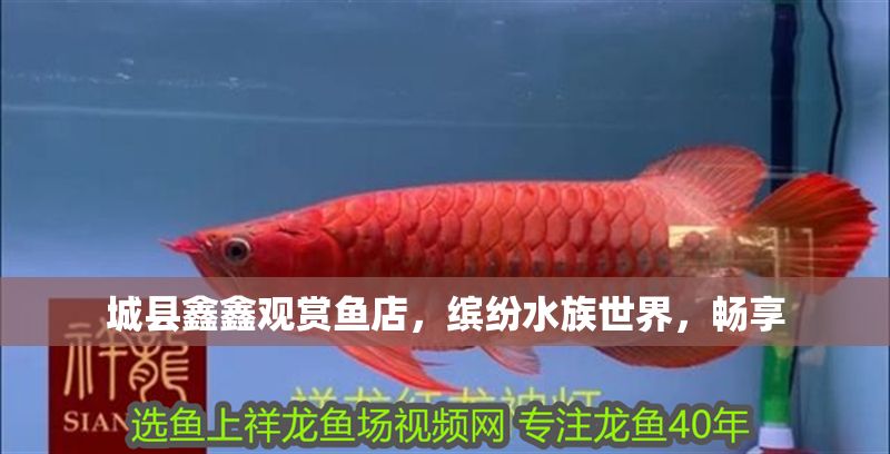 城縣鑫鑫觀賞魚店，繽紛水族世界，暢享 城縣鑫鑫觀賞魚店，繽紛水族世界，暢享 全國水族館企業名錄 第1張