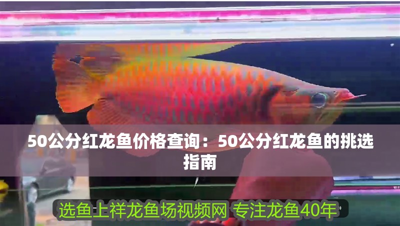 50公分紅龍魚價格查詢：50公分紅龍魚的挑選指南