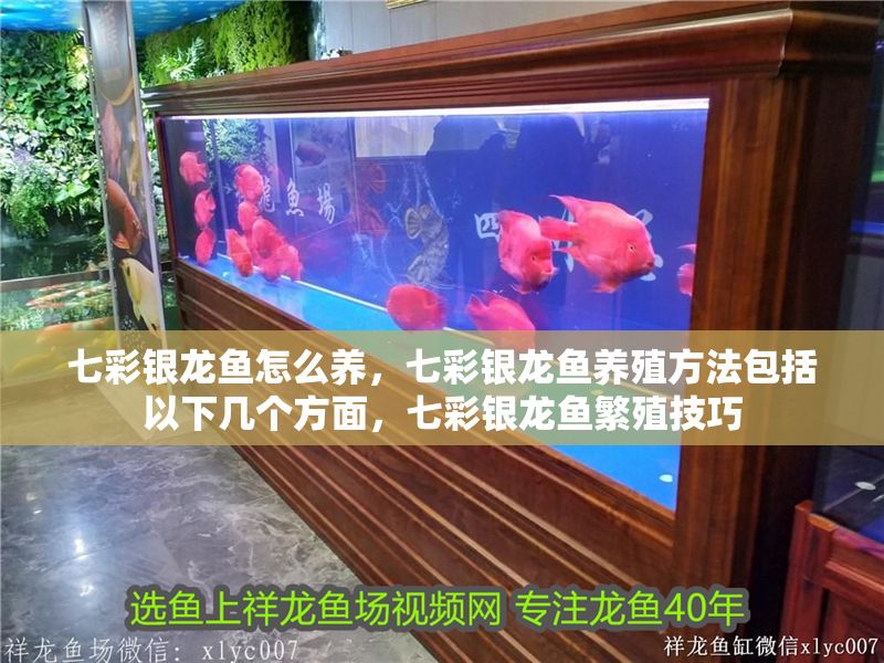 七彩銀龍魚怎么養(yǎng)，七彩銀龍魚養(yǎng)殖方法包括以下幾個方面，七彩銀龍魚繁殖技巧