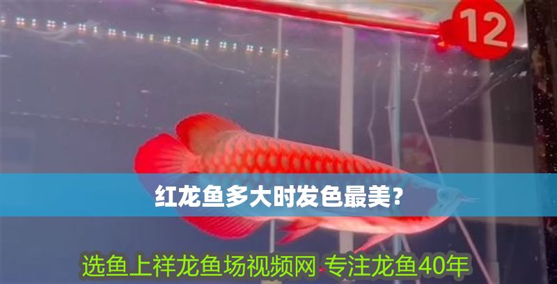 紅龍魚多大時發色最美？