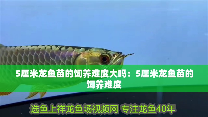 5厘米龍魚苗的飼養(yǎng)難度大嗎：5厘米龍魚苗的飼養(yǎng)難度