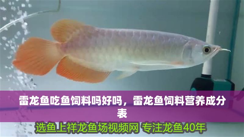 雷龍魚吃魚飼料嗎好嗎，雷龍魚飼料營(yíng)養(yǎng)成分表
