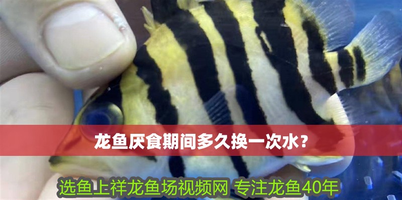 龍魚厭食期間多久換一次水？ 龍魚厭食期間多久換一次水？ 龍魚百科