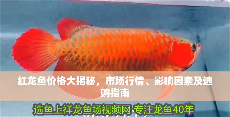 紅龍魚價格大揭秘，市場行情、影響因素及選購指南