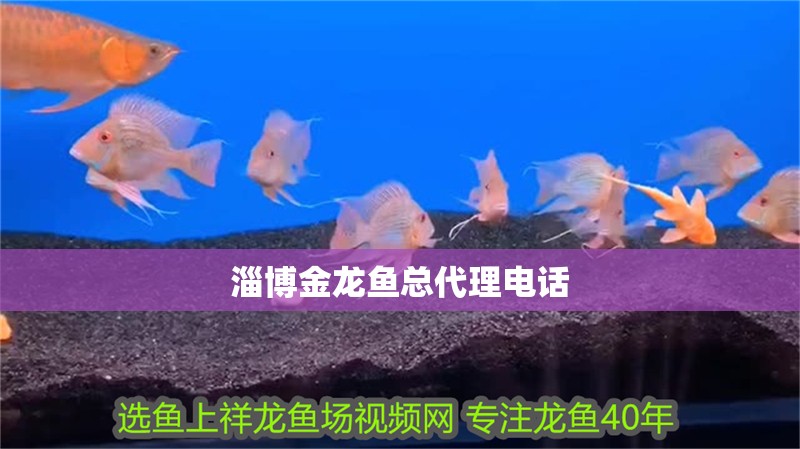 飛鳳魚會吸龍魚的黏膜嗎？