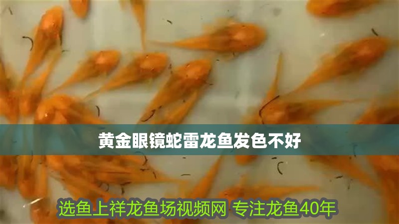 黃金眼鏡蛇雷龍魚發(fā)色不好
