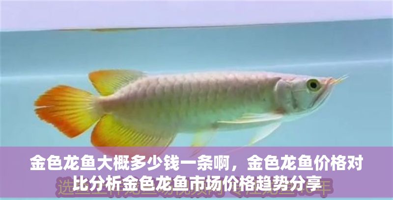 金色龍魚大概多少錢一條啊，金色龍魚價格對比分析金色龍魚市場價格趨勢分享