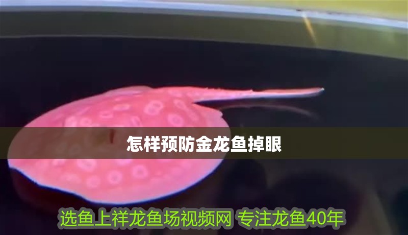 怎樣預防金龍魚掉眼
